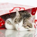 猫のポーチおすすめ5点！おしゃれ、かわいい商品