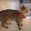 ドジっちゃった…滑り落ちた甘えん坊な猫ちゃん