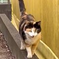 『人に棄てられ、虐待を受けた猫』迎えにいった結果…まさかの光景に涙…