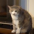 猫がごはんを『泥棒する場面』を撮っていたら…まさかの姿が面白すぎる…