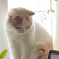 猫に『絵のモデルになって』とお願いしたら…『おすましフェイスのイラスト…
