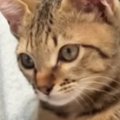 飼い主に向かって鳴き続ける子猫→『抱っこ紐』に入れると…赤ちゃんすぎる…