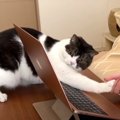 『我慢も限界だにゃ〜！』遊んでほしい猫くん