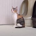 子猫が生まれて初めての『ひとり』を体験した結果…まさかの光景に涙が…