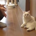 兄vs妹！！猫ちゃんを呼んだらどっちに来る？？