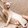 猫に『手を出さないほうがいい』4つのタイミング　見逃してはいけない猫の…