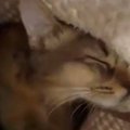 肌寒くなってきたので『着る毛布』を出したら…猫が見せた『可愛すぎる行動…