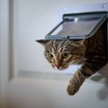 毎夜、屋内に置いたペットの餌を食べ尽くして部屋を汚す「不敵な侵入者」…