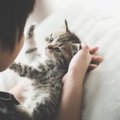 猫を『上手に褒める方法』はある？おすすめの言葉や方法3選♡