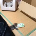 『保護した子猫』の様子を見たら…5日前まで野良だったとは思えない『とん…