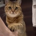 おやつ消失マジックで感情が消えた猫ちゃん