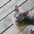 猫が飼い主さんに「察してよ！」と思っていること