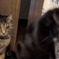 突然床に向かってパンチし始めた黒猫→横にいた猫が…想像を超えてくる…
