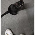 玄関を開けたら…野良の黒猫が上目遣いで待っている姿がかわいすぎると…