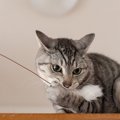 猫の『おもちゃ』は定期的に洗濯したほうがいい？猫おもちゃのメンテ…