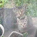 『子猫を託して消えた母猫』→家族に迎えて数か月後……まさかの光景と『…