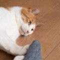 猫の『しつこいおねだり』への対処法3選　要求鳴きや激しいちょっかい…