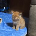 座っていた子猫→『睡魔』に襲われた結果……微笑ましすぎる瞬間が48万再生「…