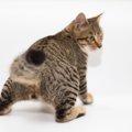 猫の『お尻を振る』仕草はどんな意味があるの？4つの理由と気持ち