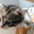 【保護猫ビフォーアフター〜アイオワちゃん〜】