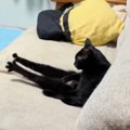 ソファでくつろいでいる猫を見てみたら→『仕事帰りのおっさんみたいな…