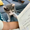 息子が音読をしていたら、子猫が……まさかの『尊すぎる光景』が113万表…