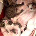 ミルクをたっぷり飲んだ子猫たち→お腹がパンパンに膨らんで…思わずニ…