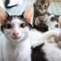 『売れ残ってしまった猫』はその後どうなるの？彼らのために私たちができ…