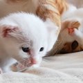 屋根裏で鳴いていた『赤ちゃん猫』を保護した結果→現在…胸が熱くなる『成…