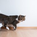 猫にNGな『トイレ』の特徴４選！愛猫に合っていないモノ、使ってませ…