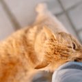 猫が飼い主の帰宅時に『スリスリ』する時の気持ち4つ　喜ばれる応え方とは？