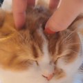 猫の頭をマッサージしていたら…飼い主が『手を離す』と→笑撃の光景に「え…