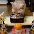 飼い主さんも猫ちゃんも豪華なおせちに舌鼓♪