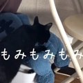 双子の子猫の個性が光る！