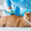 猫の『マイクロチップ』にまつわる6つのギモン　装着は義務？どうやって装…