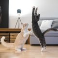 猫が『急に暴れ出した』ときの原因4つと対処法