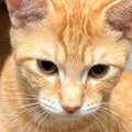 椅子の上で1匹の猫がくつろいでいると思ったら…よく見ると→『驚きの展開』…
