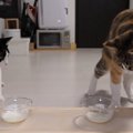 初めてヨーグルトを食べる猫さんたち！果たして気に入ってくれるのか…