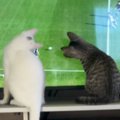 テレビで『サッカーの試合』を見ていたら、猫が…全然集中できない『爆笑の…