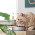 猫が『隠れてご飯を食べる』ときの心理4つ　落ち着かない理由や安心さ…