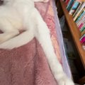 布団の中で眠っていた猫→『寝相』が気になって見てみたら…飼い主爆笑…