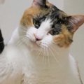 猫が『猫パンチ』する５つの心理と正しい対処法