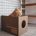 『私たちと一緒に暮らさない？』野良猫との運命の出会いから保護まで…