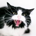 猫に『威嚇』されやすい人の特徴5つ！改善するためにはどうしたらいい…