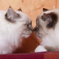 猫が鼻でキスしてくれない時の原因3つ