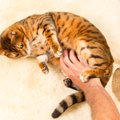 猫をイヤな気持ちにさせる『ダメな撫で方』7選　スキンシップを取りたいな…