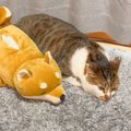 猫に『犬の形をしたケース』をみせた結果…『まさかの反応』を示した姿…