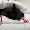 枕を使ってお布団で眠る猫→まるで『人間のように使いこなす姿』が可愛…