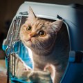 あなたは大丈夫？猫を寂しい気持ちにさせる飼い主の5つの行動