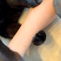 腕をギュッとしてきた黒猫→噛んできたと思ったら…痛いのについ許して…